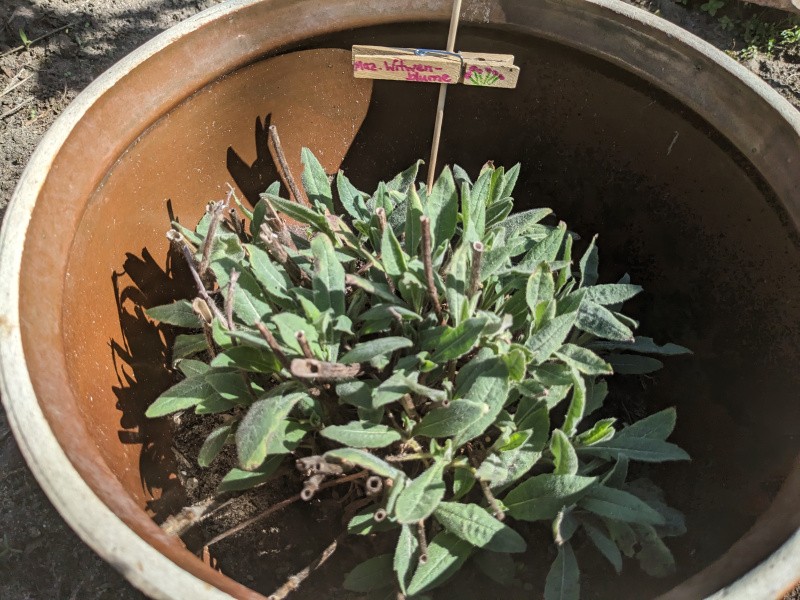 Pflanzstecker "Mazedonische Witwenblume"
