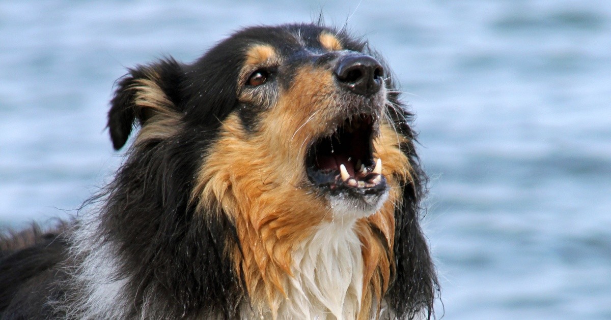 Stimmt�s? Hunde, die bellen, beißen nicht