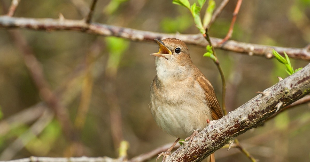 Warum singen Vögel?