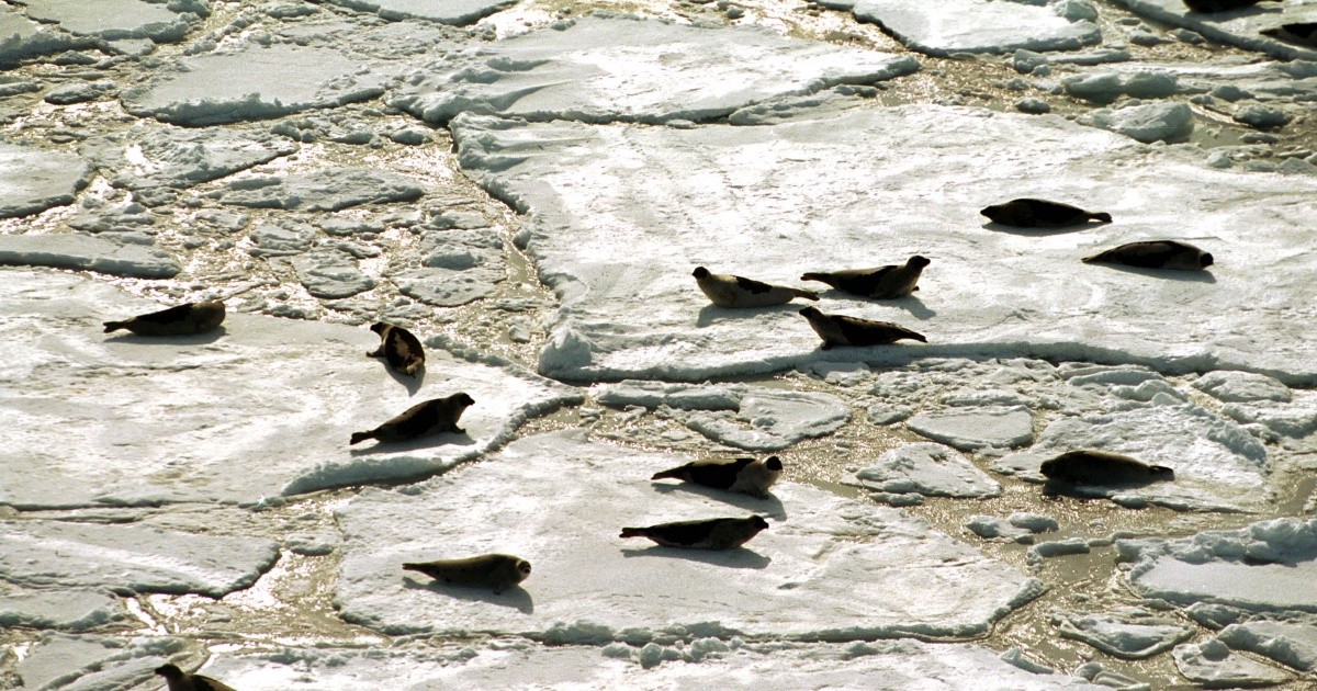 Eisberge Sind Sie Eigentlich Salzig