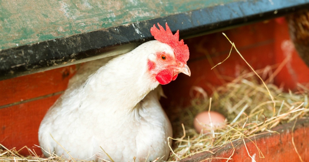 Wie Legt Ein Huhn Ein Ei