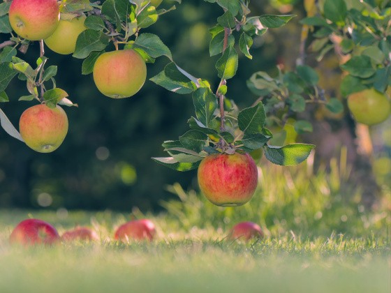 Äpfel am Baum und auf dem Boden