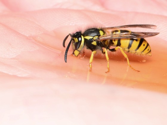 Deutsche Wespe trinkt Wasser aus Hand
