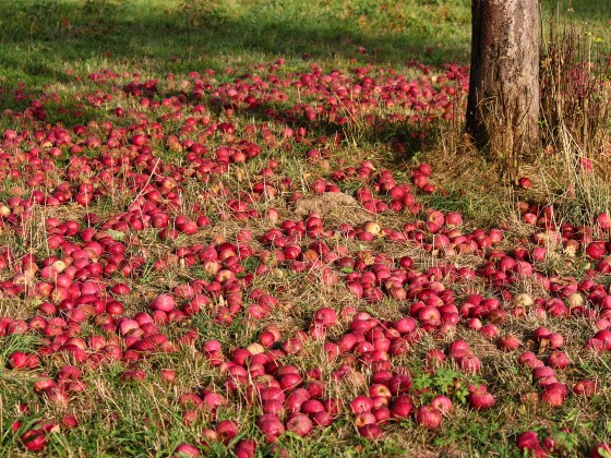 Äpfel (Fallobst) unter einem Baum