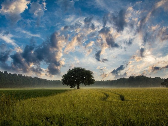 Feld und Baum mit Wolkenhimmel