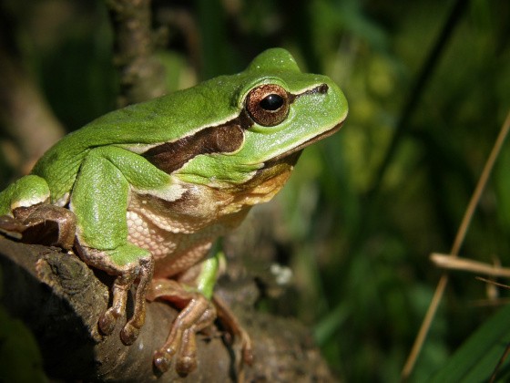 Grasfrosch auf Zweig