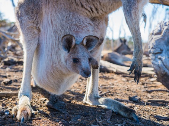 Känguru-Baby im Beutel
