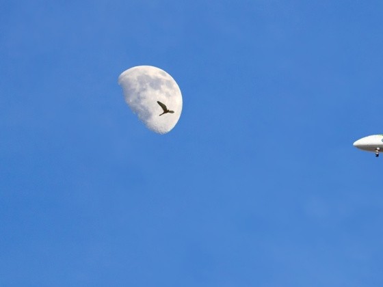 Mond am Tag, Flugzeug und Vogel