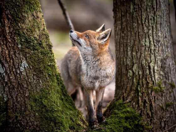 Rotfuchs neben einem Baum im Wald
