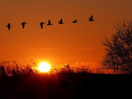 Zugvögel im Sonnenuntergang