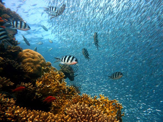 Fische am Korallenriff