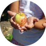 Kinderhände halten Äpfel