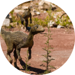 Dinosaurier-Modelle