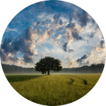 Feld und Baum mit Wolkenhimmel Feld und Baum mit Wolkenhimmel