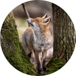 Rotfuchs neben einem Baum im Wald Rotfuchs neben einem Baum im Wald