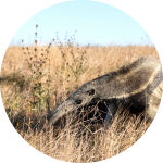Ameisenbär in der Natur Ameisenbär in der Natur