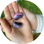 Feuerbohnensamen auf Kinderhand Feuerbohnensamen auf Kinderhand