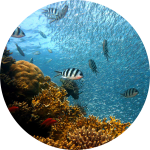 Fische am Korallenriff Fische am Korallenriff