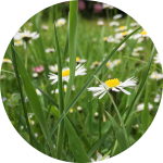 Gänseblumen auf Wiese Gänseblumen auf Wiese