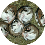 Sechs Gartenschläfer zusammengerollt im Nest Sechs Gartenschläfer zusammengerollt im Nest