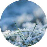 Grashalme im Schnee Grashalme im Schnee