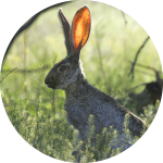 Hase auf der Wiese Hase auf der Wiese