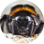 Hummel in Nahaufnahme von vorne Hummel in Nahaufnahme von vorne