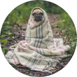 Hund mit Decke auf Waldboden Hund mit Decke auf Waldboden