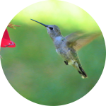Kolibri im Flug vor einer Blüte