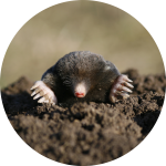 Maulwurf gräbt einen Maulwurfshügel Maulwurf gräbt einen Maulwurfshügel