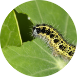 Raupe frisst Kohlblatt Raupe frisst Kohlblatt