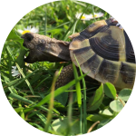 Schildkröte frisst ein Blatt Schildkröte frisst ein Blatt