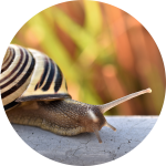 Schnecke mit Schneckenhaus Schnecke mit Schneckenhaus