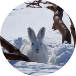 Weißer Hase im Schnee Weißer Hase im Schnee