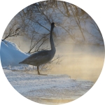 Schwan im Winter bei Nebel am Fluss Schwan im Winter bei Nebel am Fluss