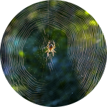 Spinne im Netz