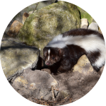 Stinktier zwischen Felsen Stinktier zwischen Felsen