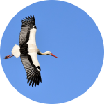 Storch fliegt am Himmel Storch fliegt am Himmel