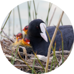 Blässhuhn-Nest mit Küken Blässhuhn-Nest mit Küken