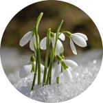 Schneeglöckchen im Schnee Schneeglöckchen im Schnee