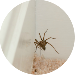 Spinne in Zimmerecke Spinne in Zimmerecke