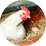 Huhn im Nest mit Ei Huhn im Nest mit Ei