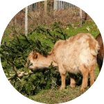 Ziegen fressen Tannenbaum Ziegen fressen Tannenbaum
