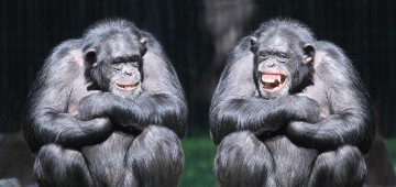 Zwei lachende Schimpansen im Sitzen Zwei lachende Schimpansen im Sitzen
