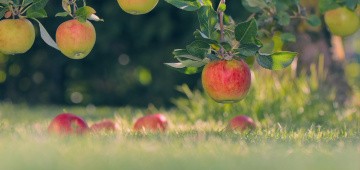 Äpfel am Baum und auf dem Boden