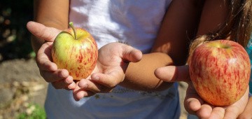 Kinderhände halten Äpfel