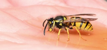 Deutsche Wespe trinkt Wasser aus Hand