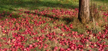 Äpfel (Fallobst) unter einem Baum