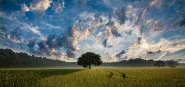 Feld und Baum mit Wolkenhimmel