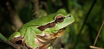 Grasfrosch auf Zweig